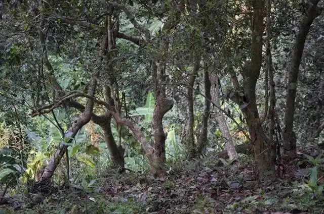 一山一味，山頭茶存在的意義究竟是什么？