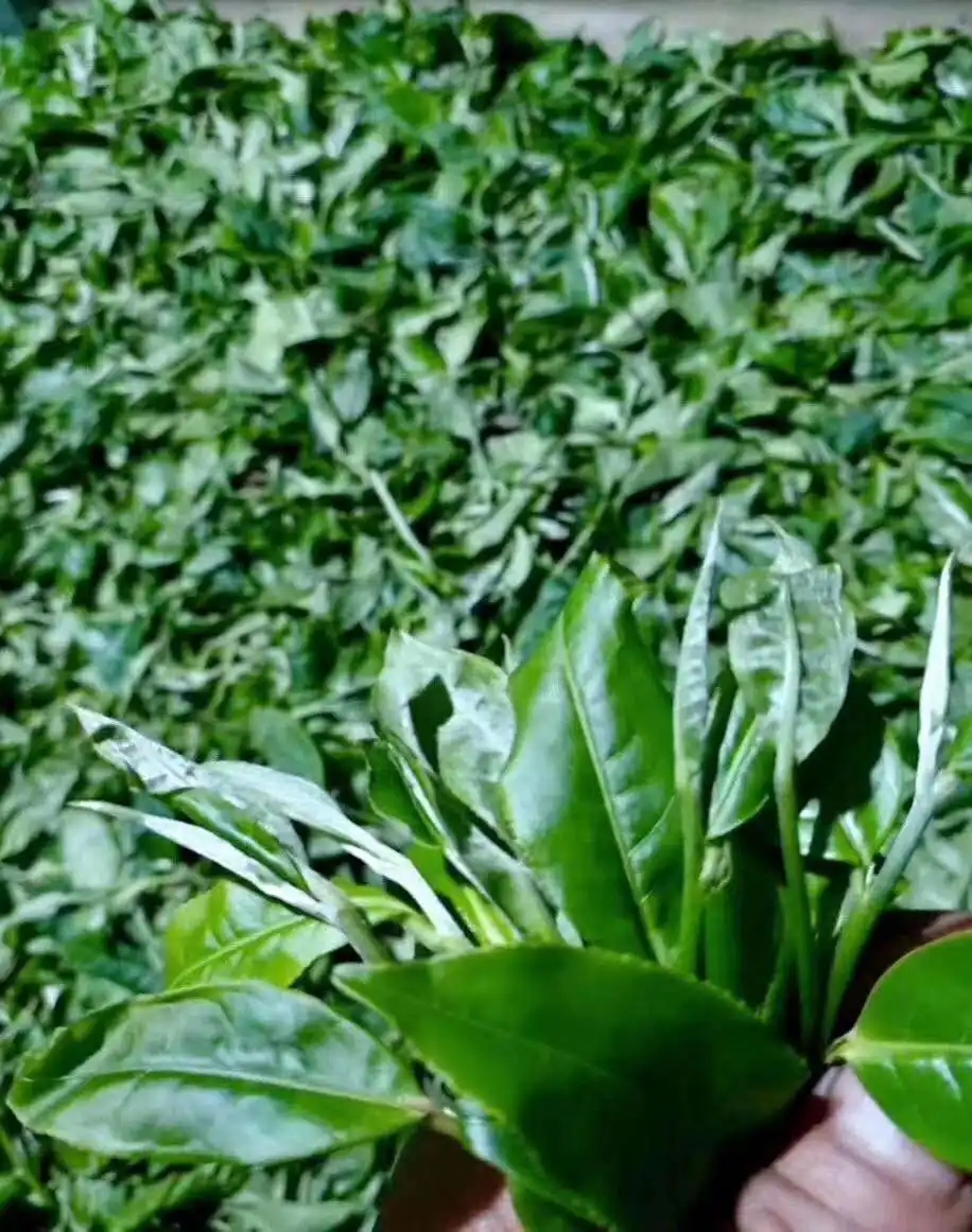 【答疑解惑】關(guān)于勐庫大葉種，你了解多少？