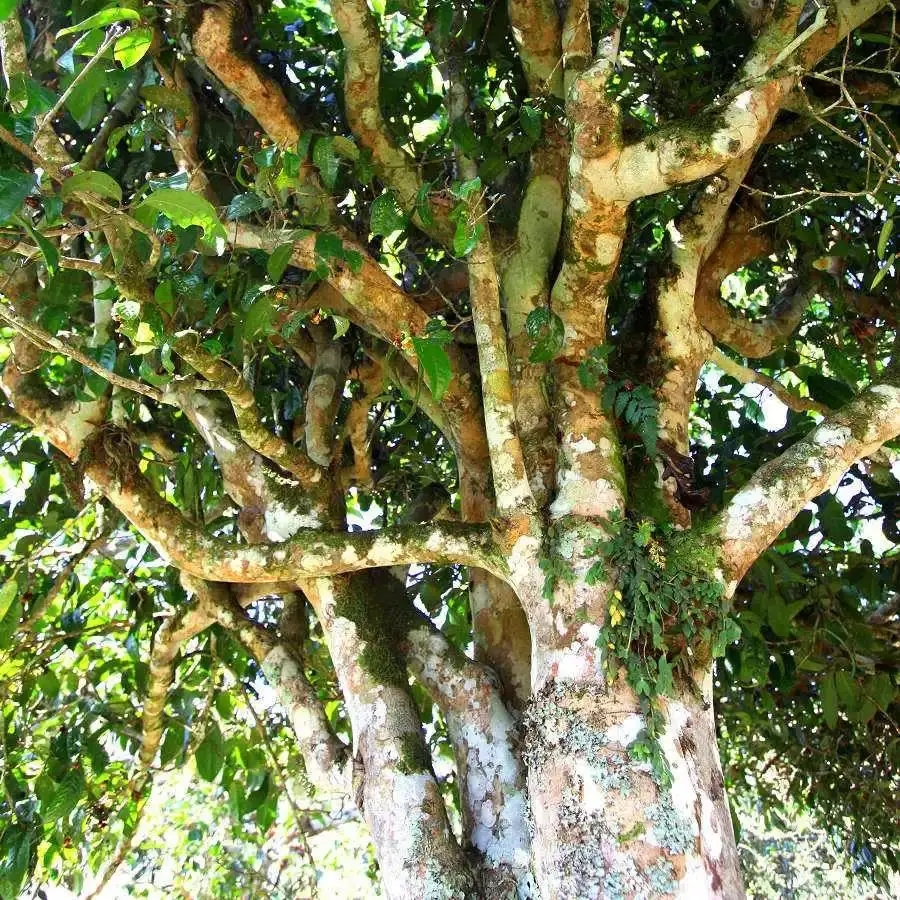 來(lái)自易武秘境的至味臻品！氣韻強(qiáng)勁，余韻深邃，一口喚醒你的味蕾~