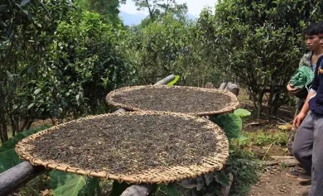 顛覆認(rèn)知！普洱茶的傳統(tǒng)工藝究竟是什么？