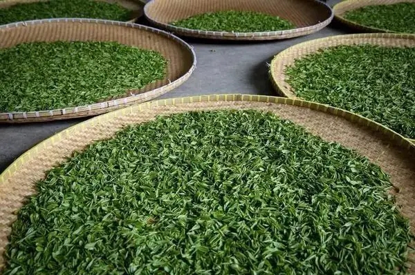 傳統(tǒng)普洱茶殺青工藝原理，專家們是這樣說的