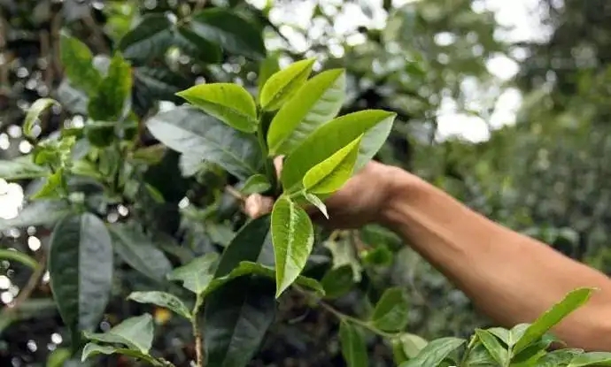 云南大葉種和小葉種是一個(gè)品種嗎？?jī)烧哂泻蝺?yōu)勢(shì)？