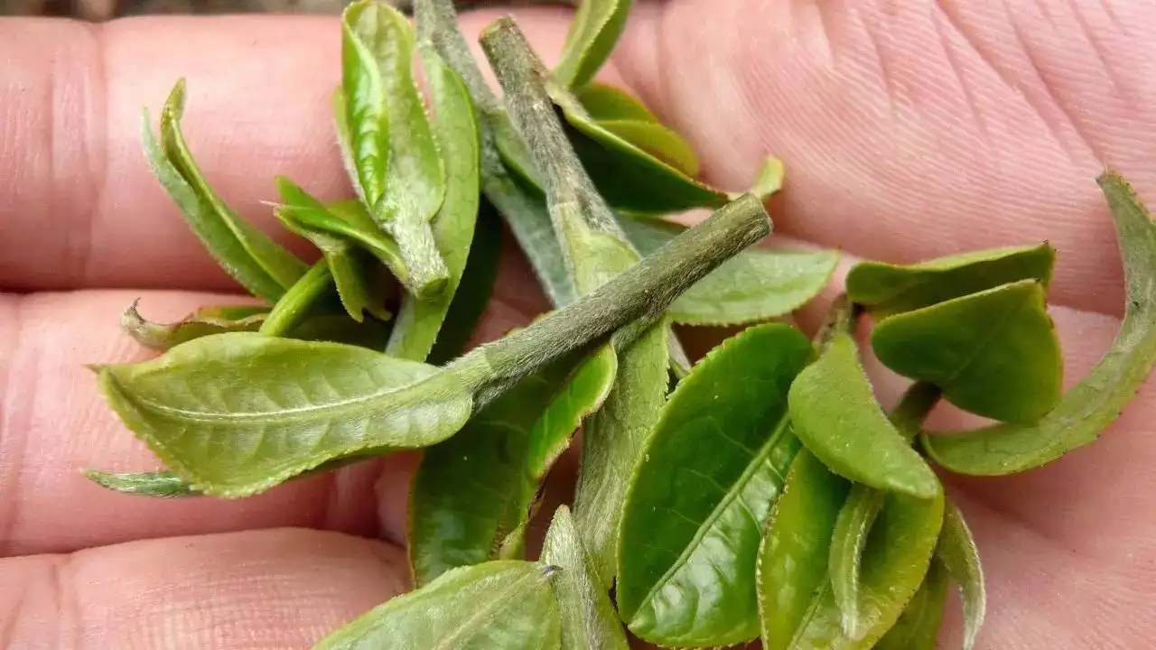 云南大葉種曬青毛茶，是什么茶？