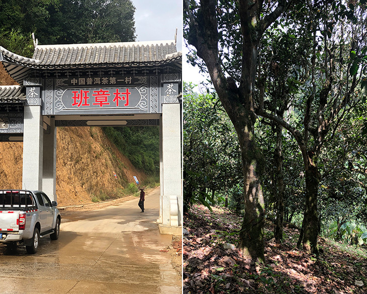 2023年新班章古樹春茶品質(zhì)怎么樣？