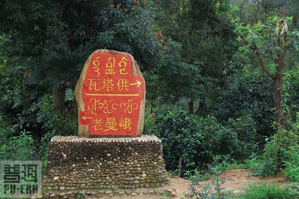 2023年老曼峨古樹春茶特點是什么？