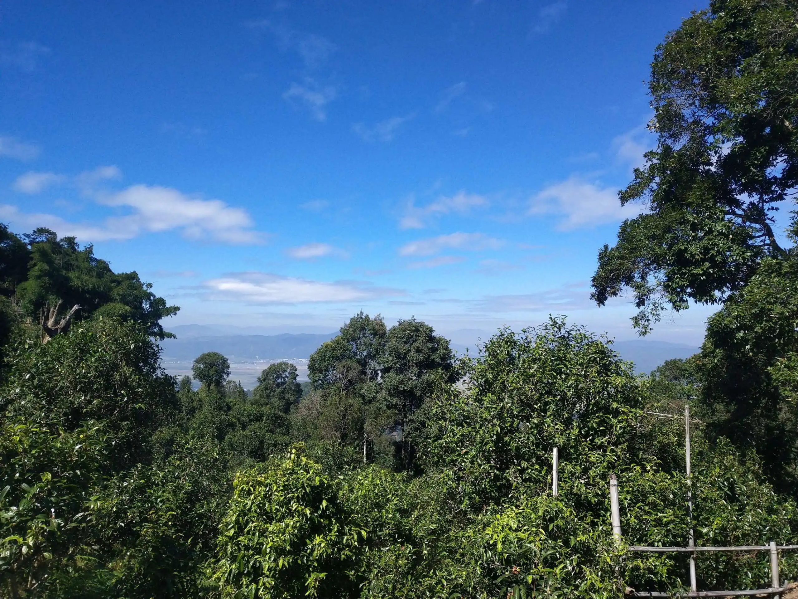 2023年廣別老寨古樹春茶特點是什么？