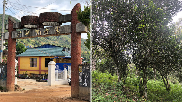 2023年廣別老寨古樹春茶多少錢一公斤？