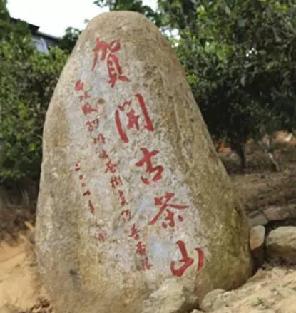 2023年賀開古樹春茶品質(zhì)如何？