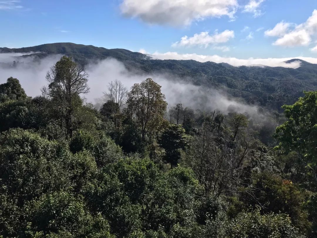 2023年賀開古樹春茶特點是什么？