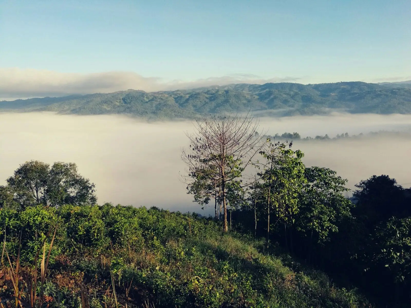 2023年賀開古樹春茶價格是多少？