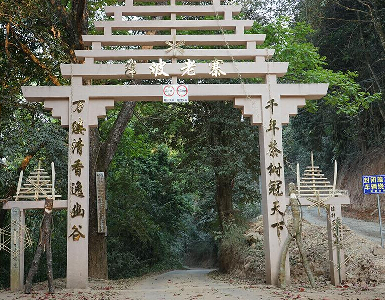 2023年半坡老寨古樹春茶品質(zhì)？