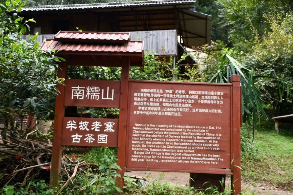 2023年半坡老寨古樹春茶口感是什么？