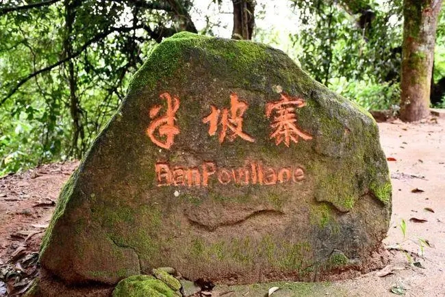 2023年半坡老寨古樹春茶價格是多少？