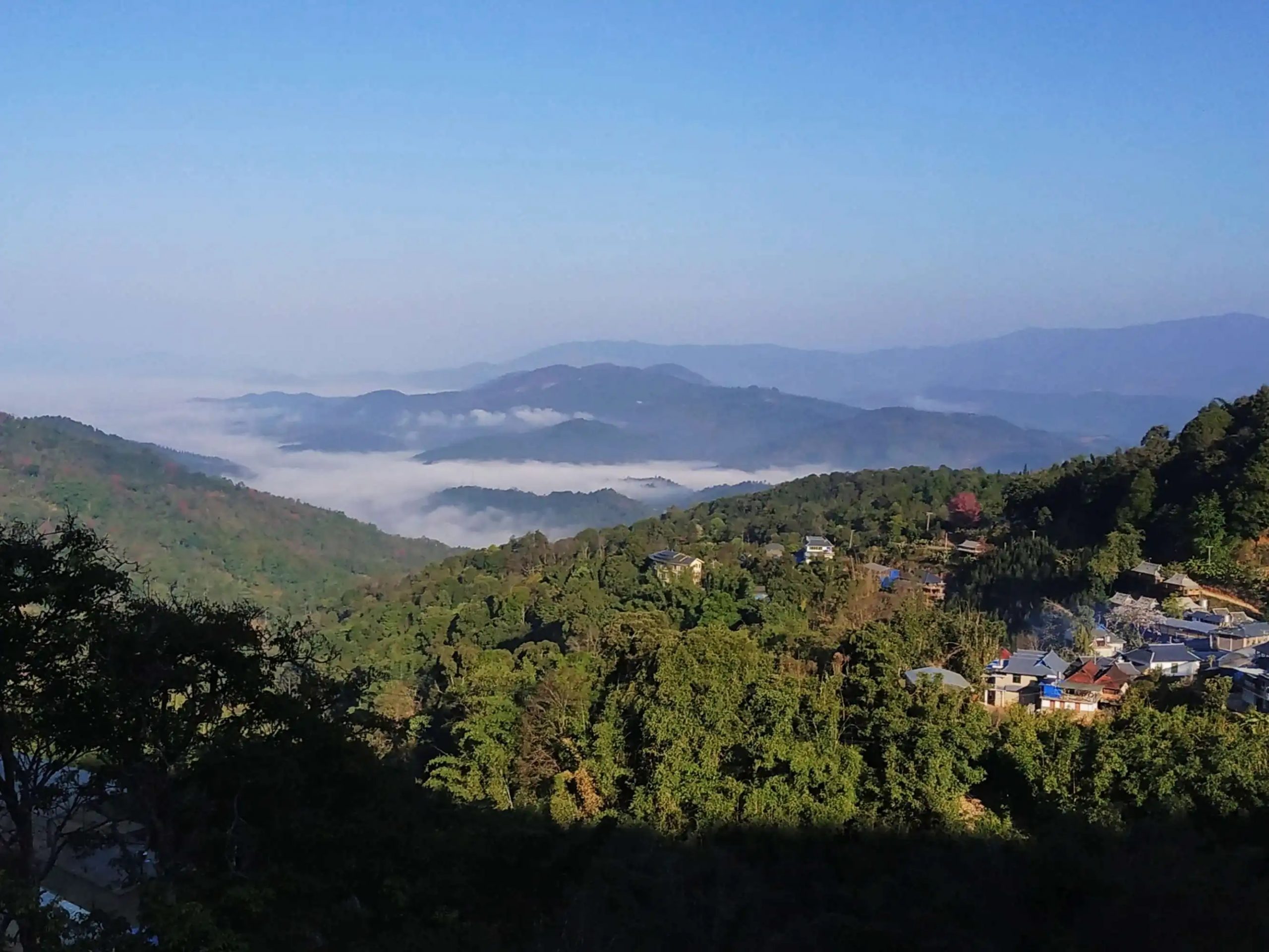 2023年南糯山古樹春茶口感如何？