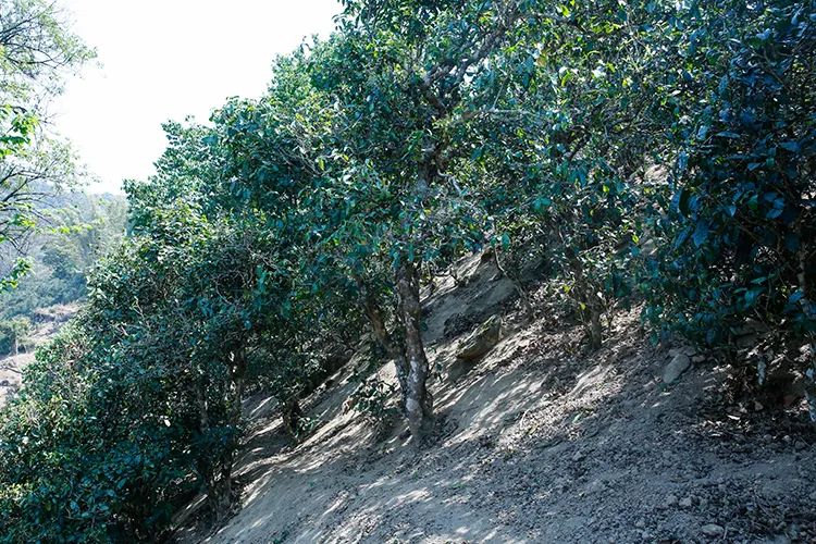 2023年那卡古樹春茶價(jià)格是多少？