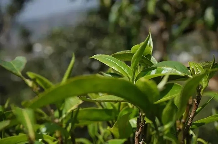 2023年那卡古樹春茶多少錢一公斤？