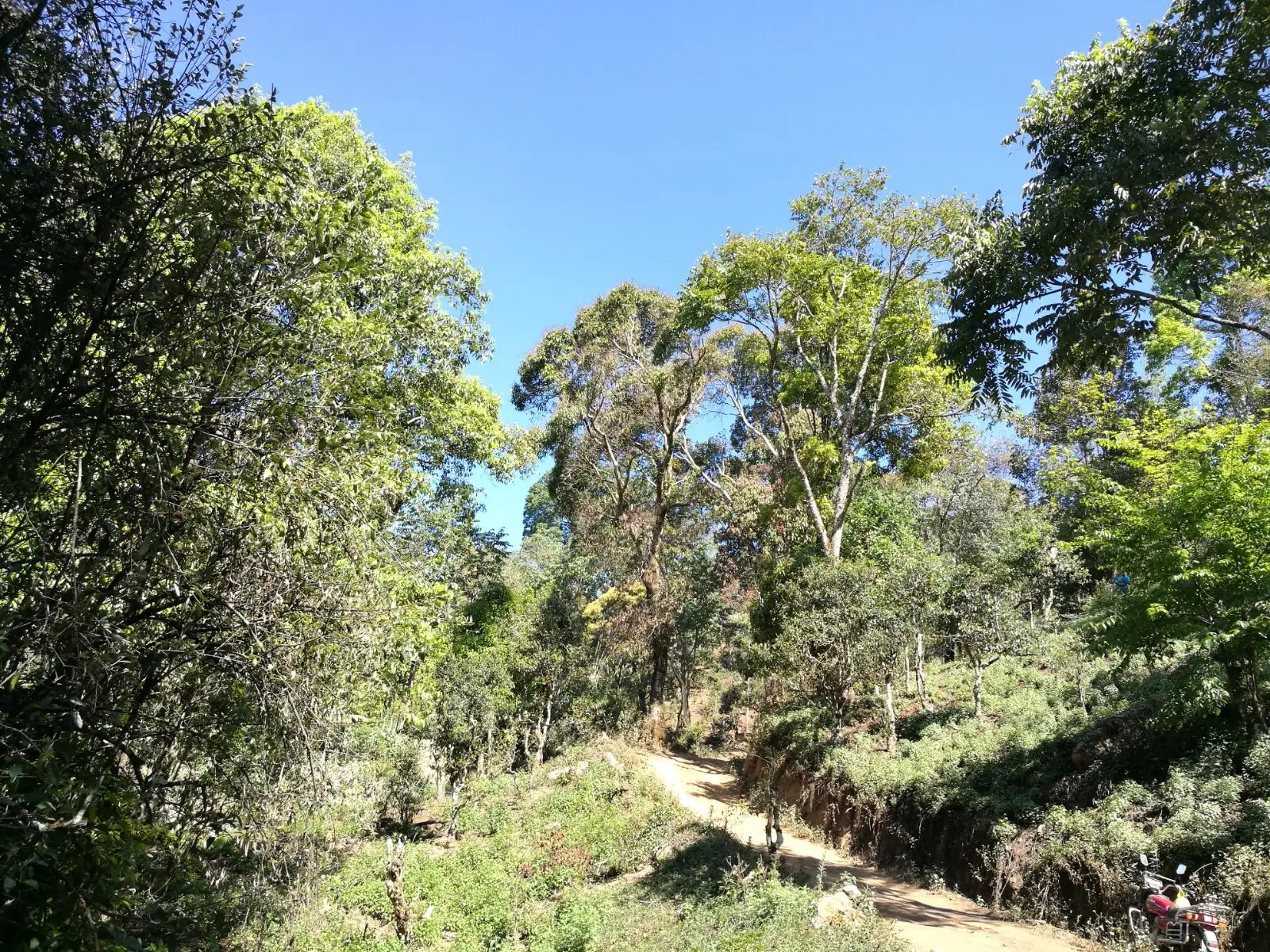 2023年保塘老寨古樹春茶口感是什么？