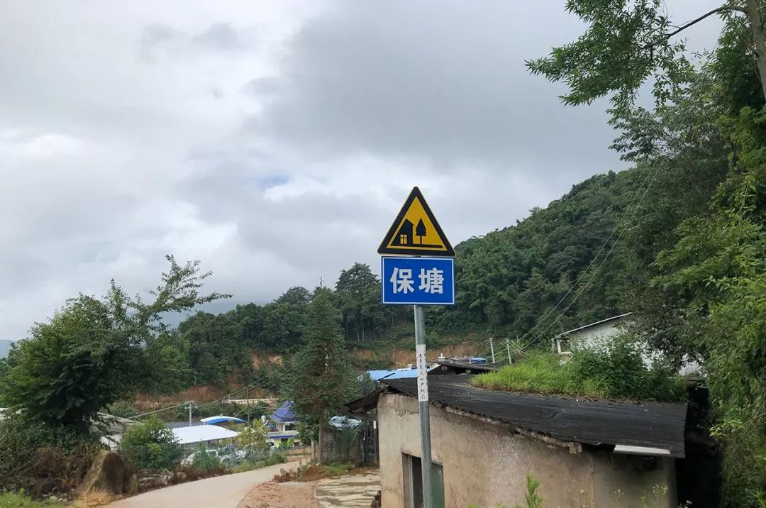 2023年保塘老寨古樹(shù)春茶特點(diǎn)是什么？