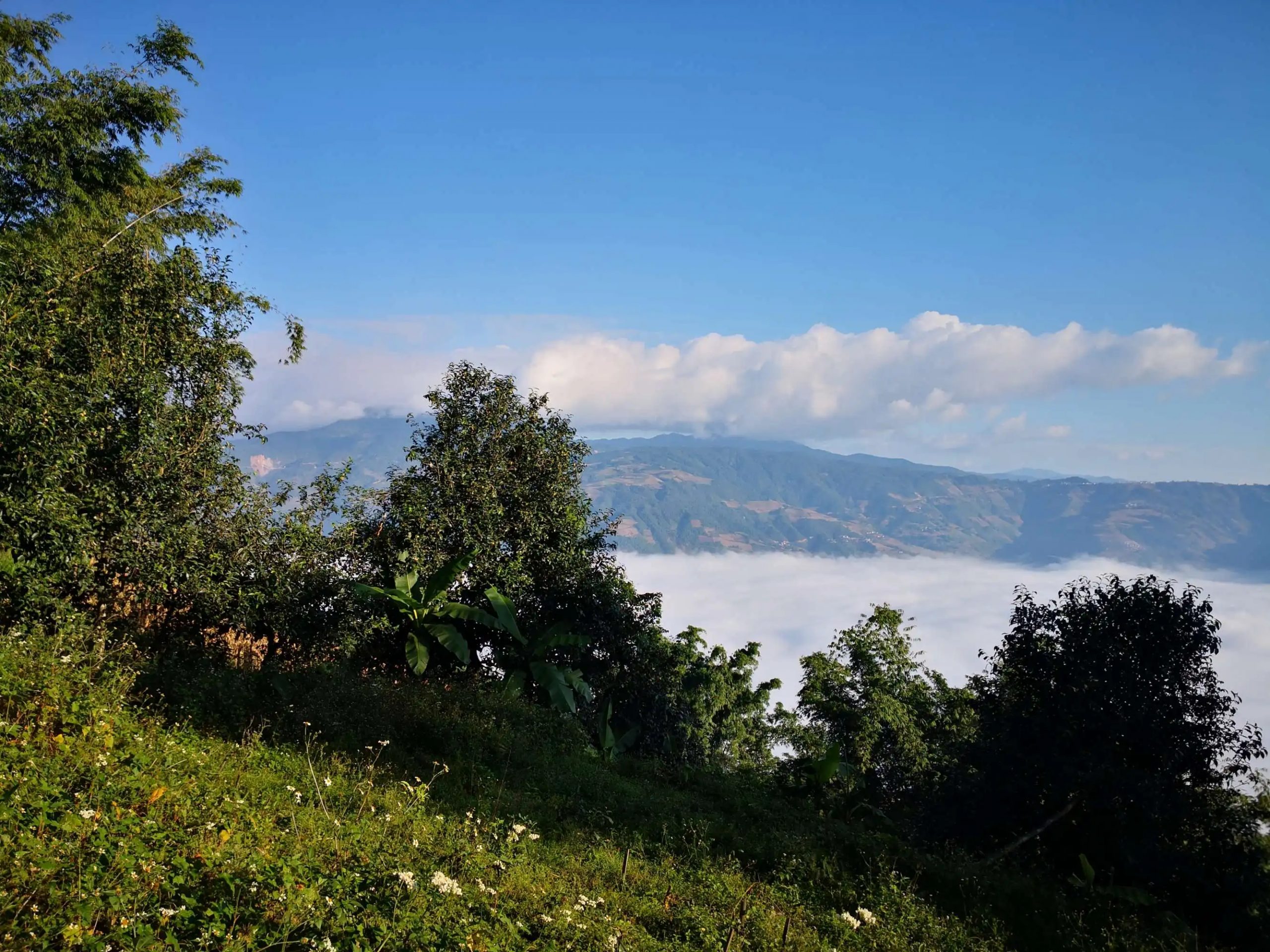 2023年邦崴古樹 春茶品質(zhì)如何？