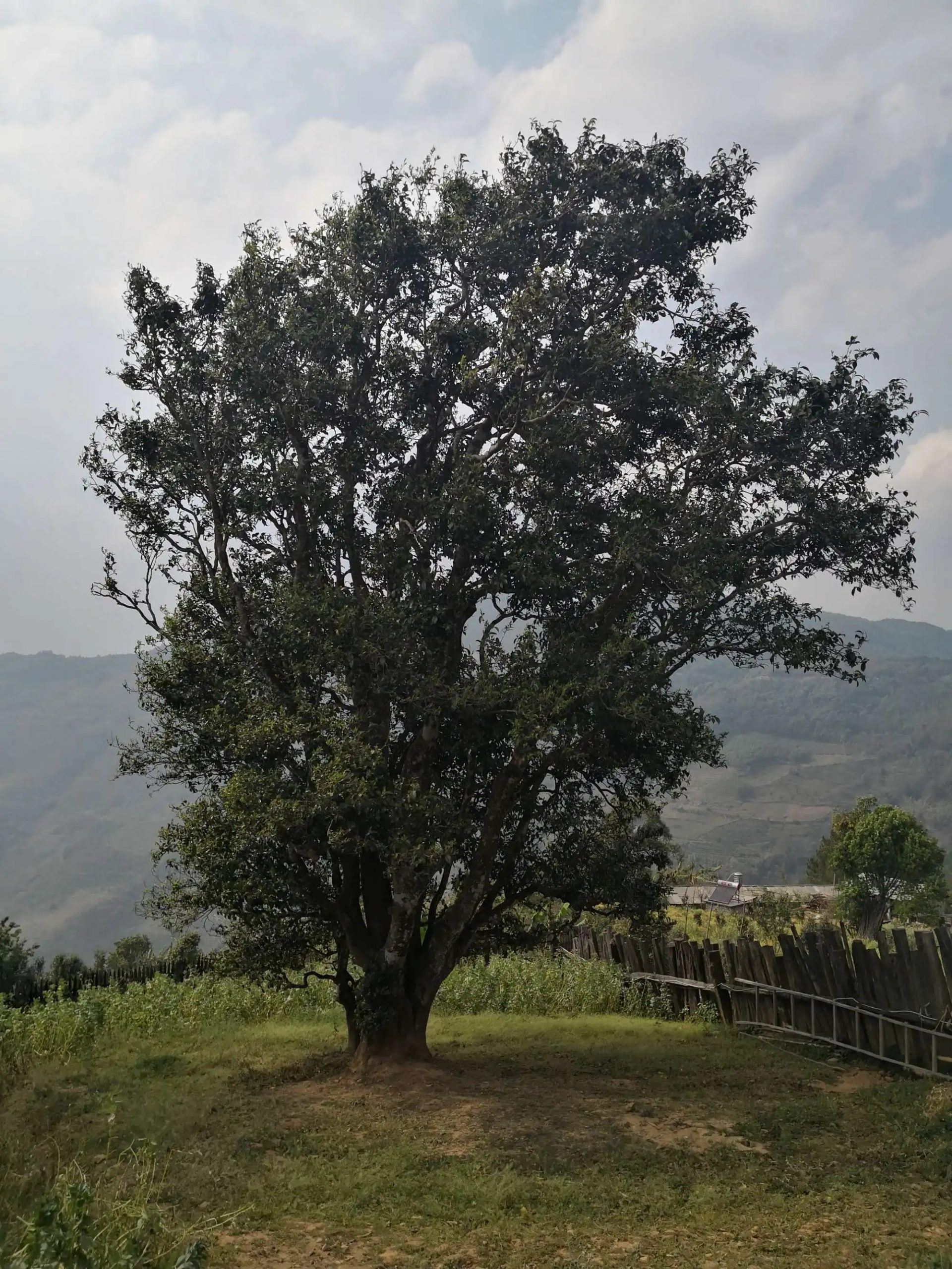 2023年邦崴古樹春茶口感怎么樣？