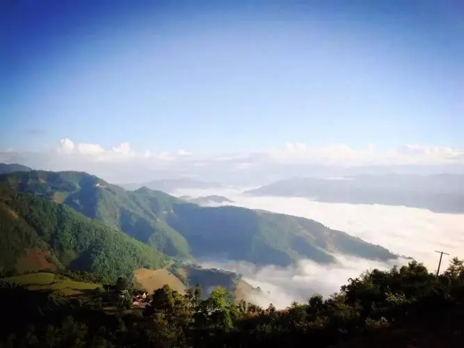 2023邦崴古樹春茶特點是什么？