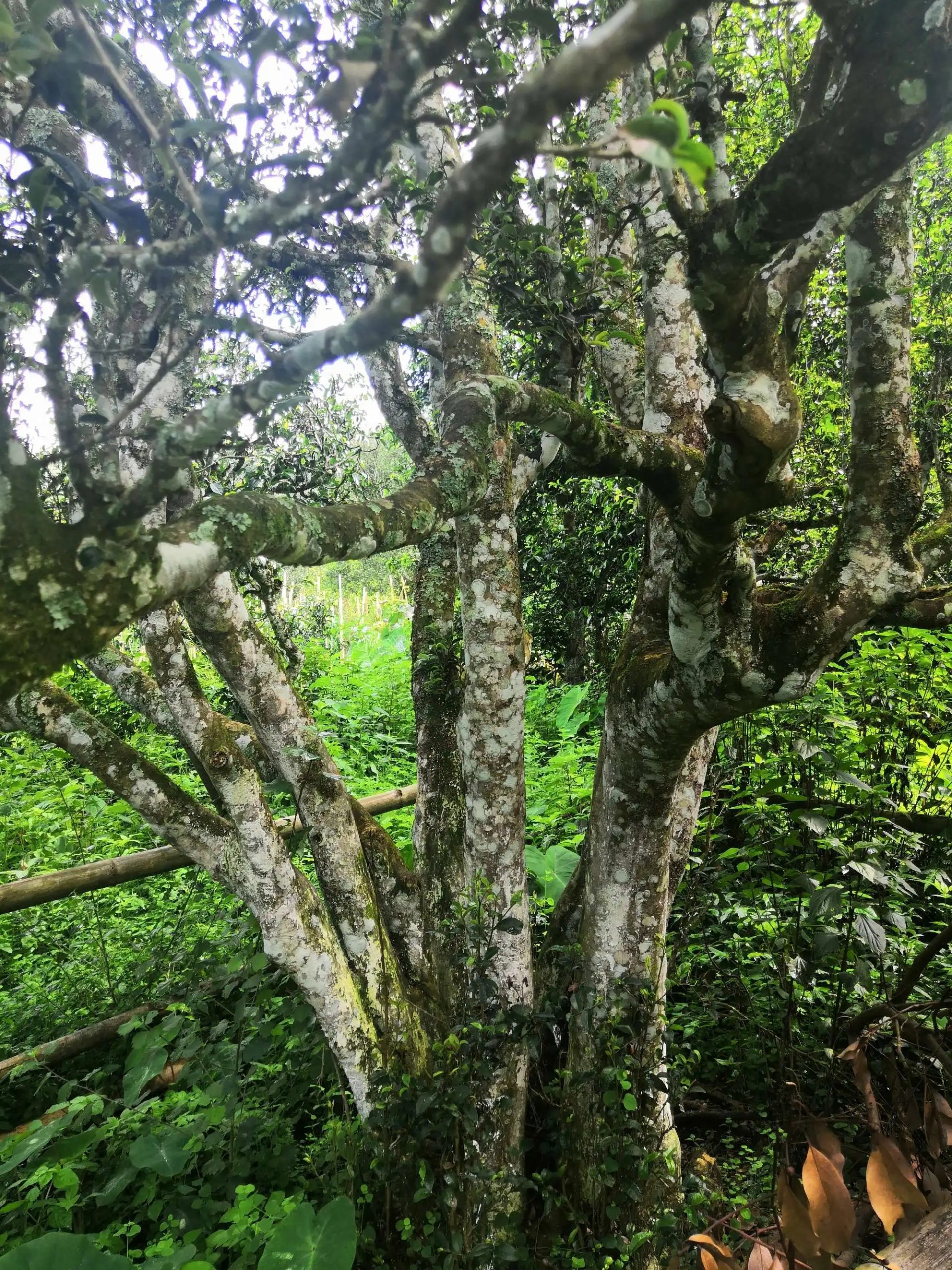 2023年困鹿山古樹春茶多少錢一公斤？