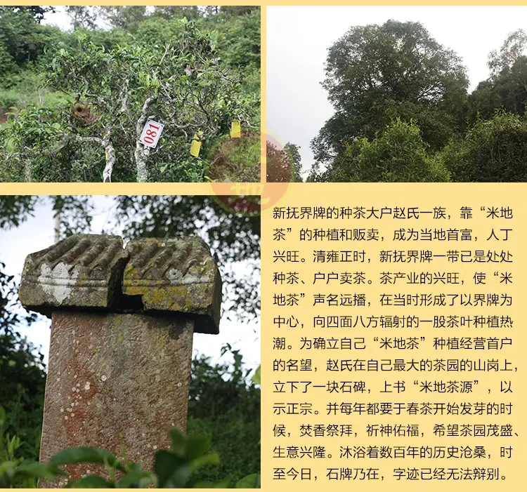 2023迷帝古樹春茶品質(zhì)如何？