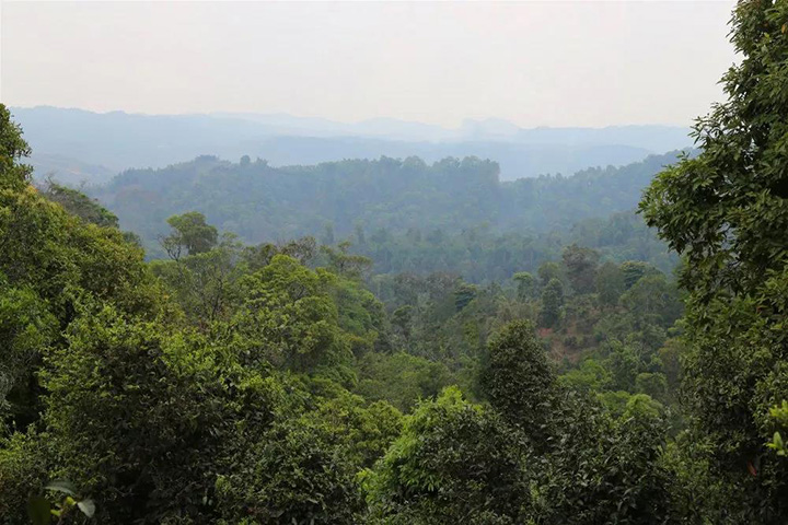 2023苦竹山古樹春茶口感怎么樣？