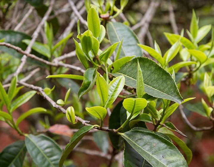 2023年苦竹山古樹(shù)春茶多少錢(qián)一公斤？