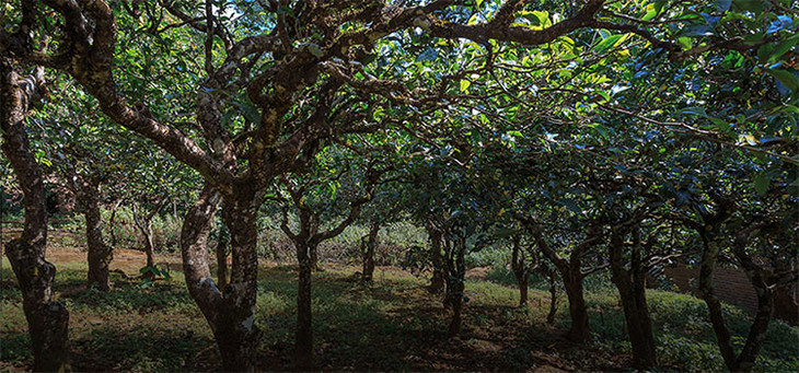 2023年小戶賽古樹春茶品質(zhì)怎么樣？