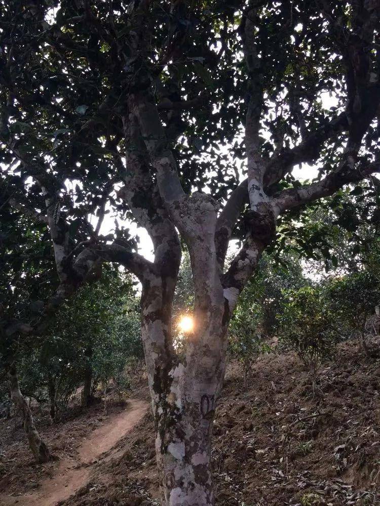 2023小戶賽古樹春茶口感是什么？