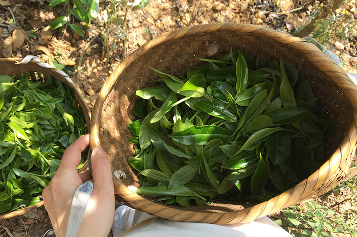 2023小戶賽古樹春茶價格是多少？