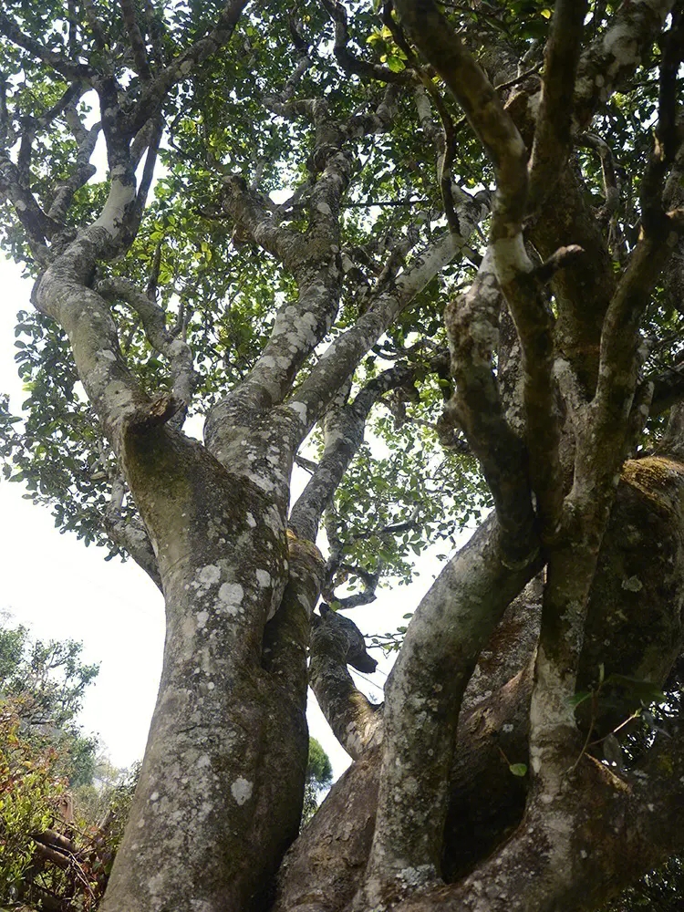 2023年白鶯山古樹春茶多少錢一公斤？