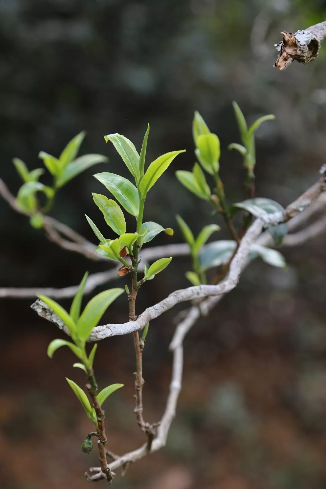 2023年昔歸古樹春茶特點是什么？