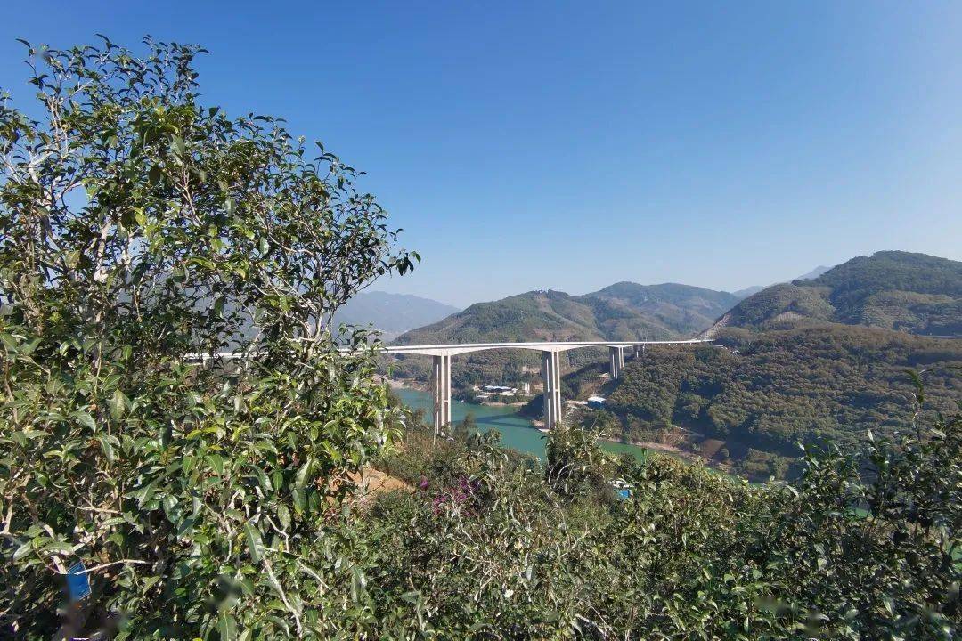 2023年邦東古樹春茶口感怎么樣？