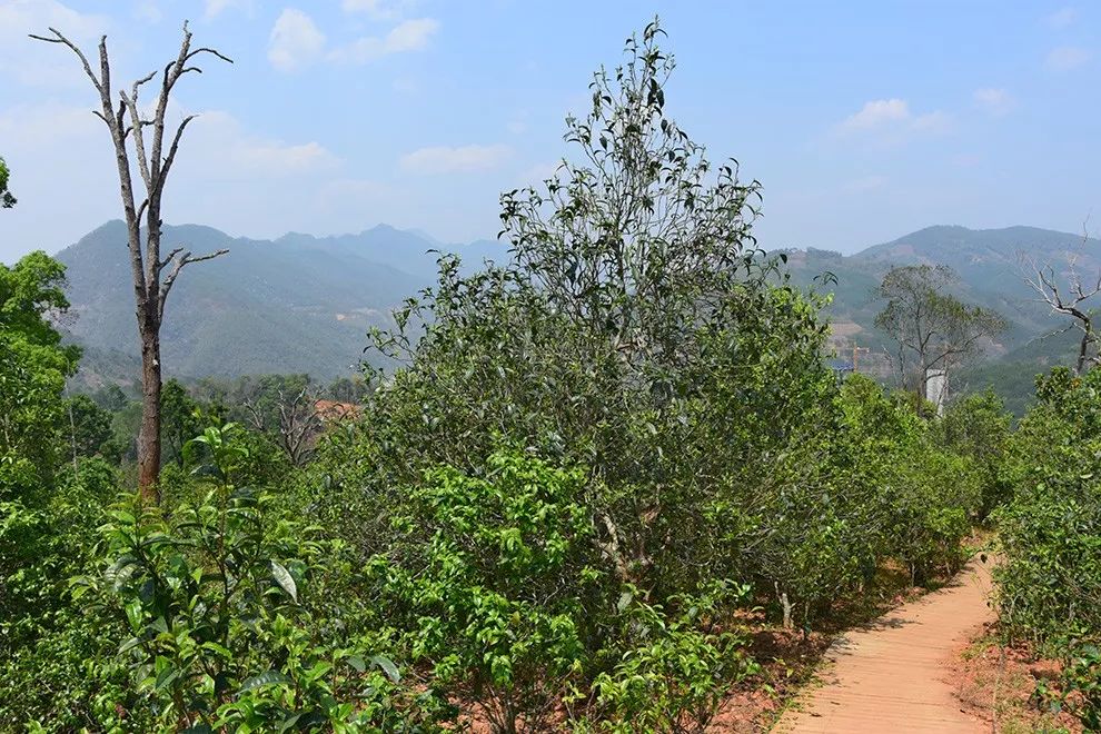 2023年邦東古樹春茶價格是多少？