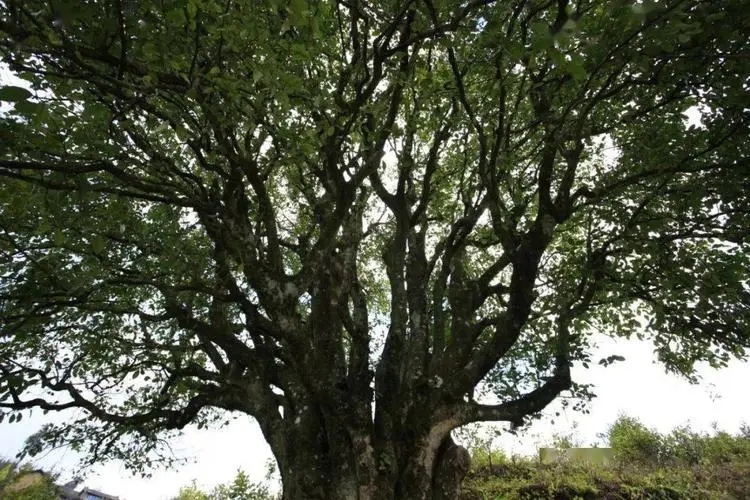 2023年香竹箐古樹春茶品質(zhì)怎么樣？