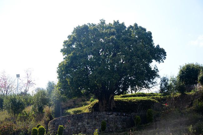 2023年香竹箐古樹(shù)春茶特點(diǎn)是什么？