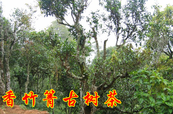 2023年香竹箐古樹春茶價格是多少？
