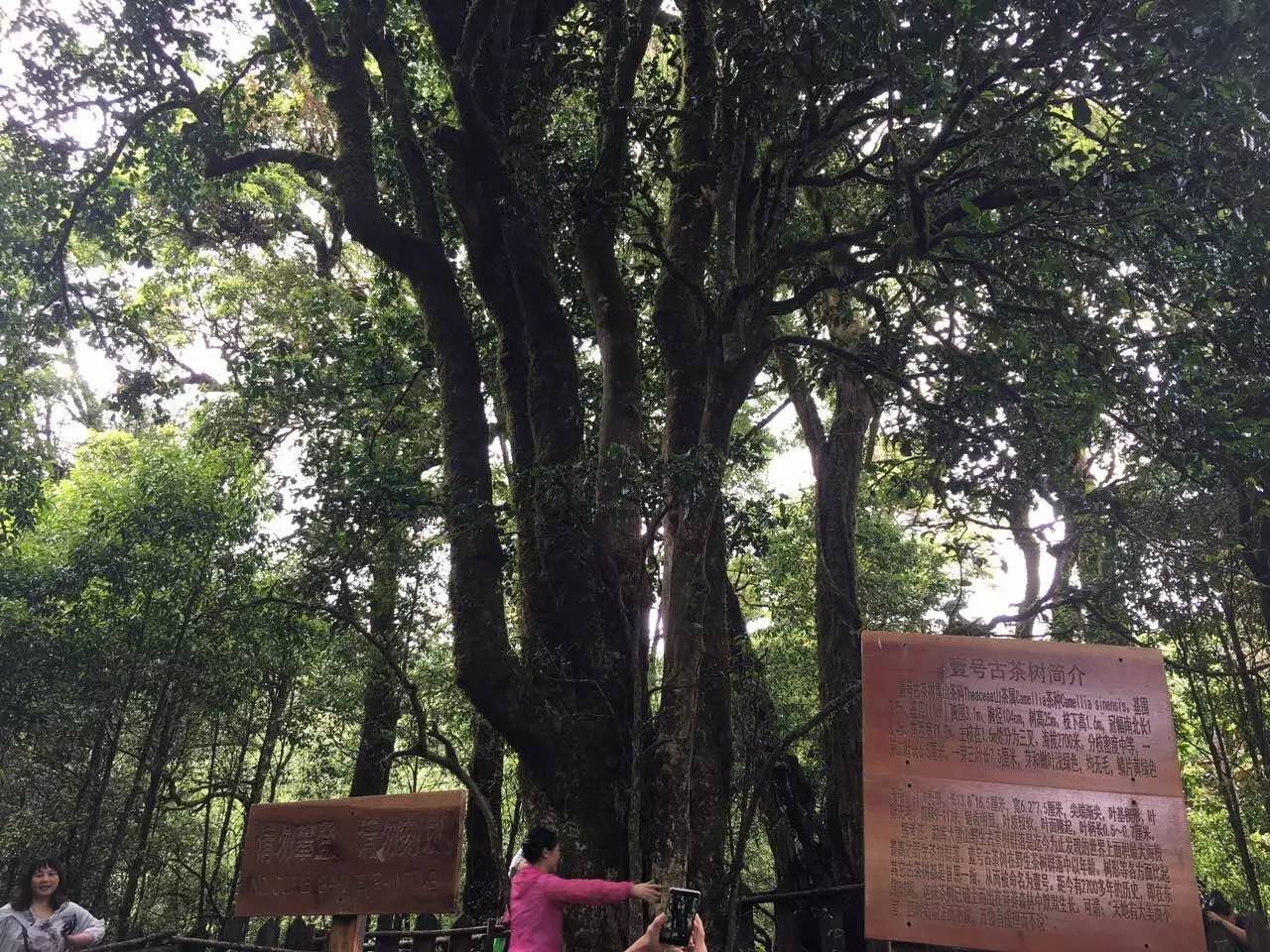 2023年大雪山古樹春茶品質(zhì)怎么樣？