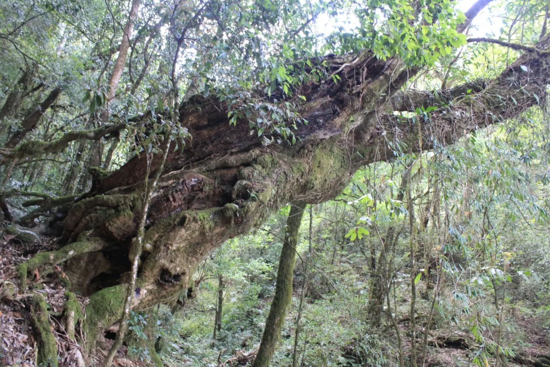 2023年大雪山古樹春茶口感怎么樣？