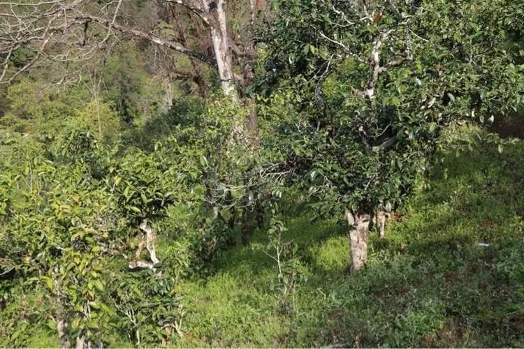 2023年大雪山古樹春茶價(jià)格是多少？