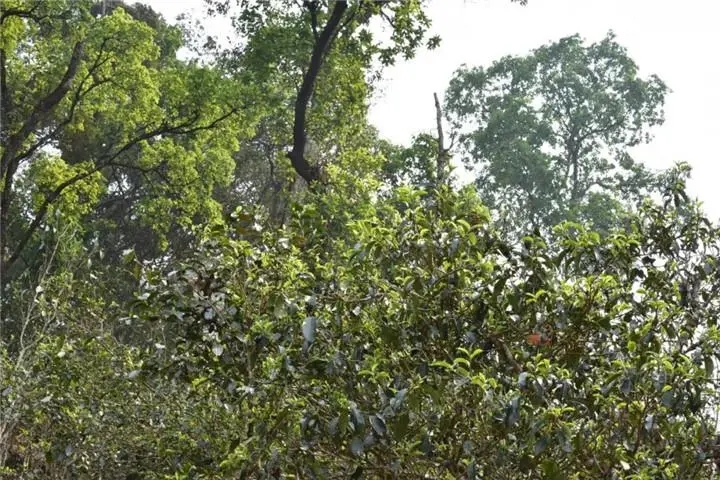 2023年大雪山古樹春茶多少錢一公斤？