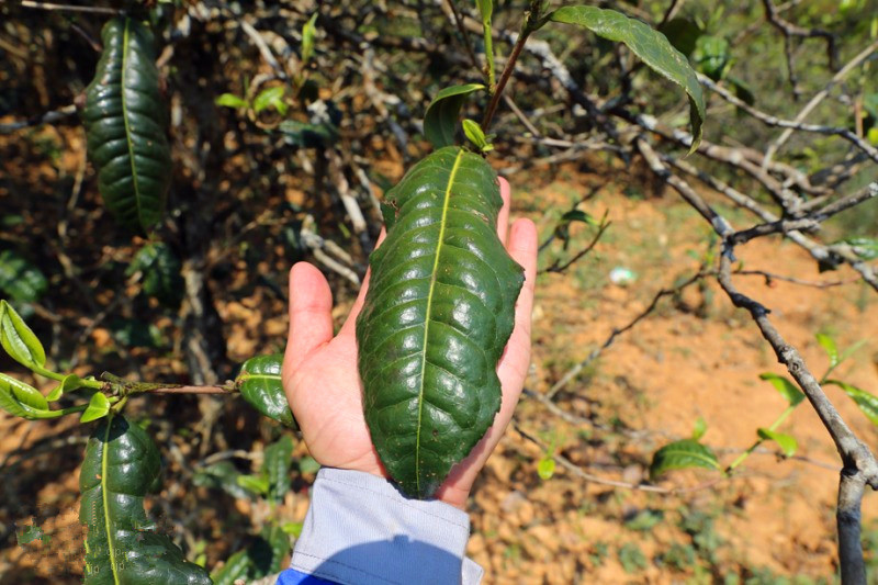 2023年忙肺古樹(shù)春茶品質(zhì)怎么樣？