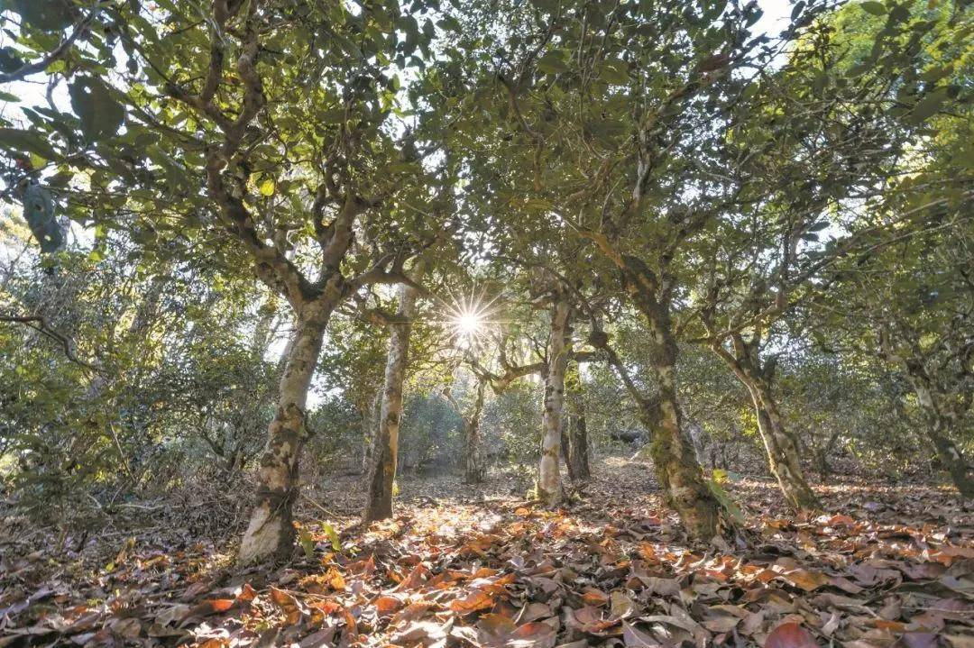 2023年忙肺古樹春茶特點是什么？