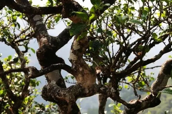 2023年忙肺古樹(shù)春茶價(jià)格是多少？