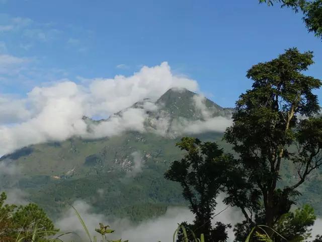 2023年忙肺古樹(shù)春茶多少一公斤？