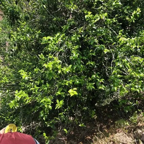 2023年那罕古樹春茶品質(zhì)如何？