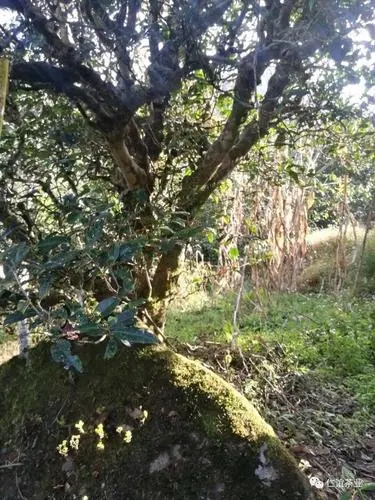 2023年那罕古樹春茶口感怎么樣？