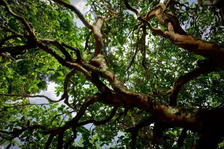 2023年那罕古樹春茶價(jià)格是多少？